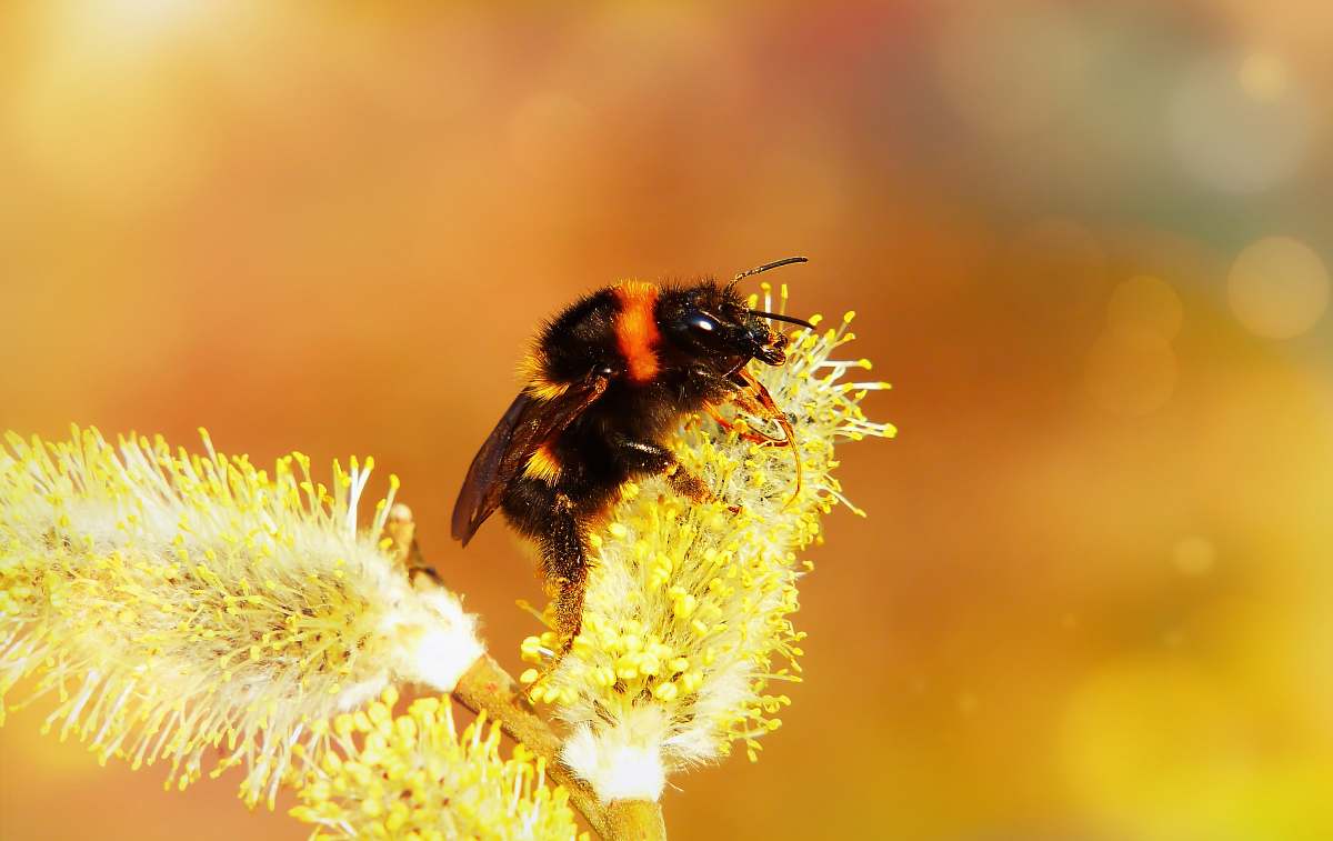 honey bee macro photo of bee zipping nectar on flower \ invertebrate
